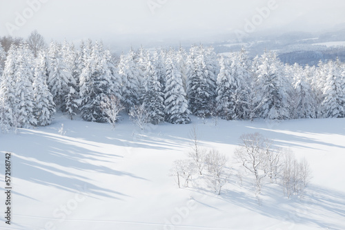 Winter landscape snow covered trees and field