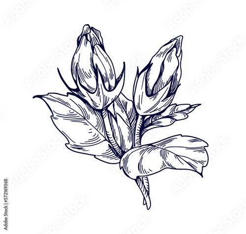 Hibiscus flowers. Botanical vintage drawing of floral plant, unblown buds. De...
