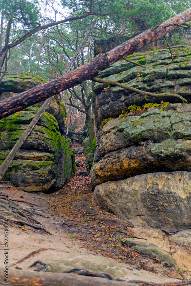 Knocked down trees in the forest. Nature park, mountain trail, landscape, greenery, hike.
