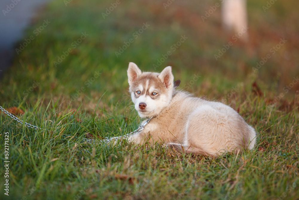 Little husky puppy lying on a green grass with shallow depth of field