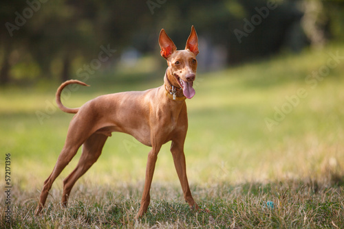 Cirneco dell'Etna Italian breed  hunting dog shot with a shallow depth of field on a green background outdoors photo