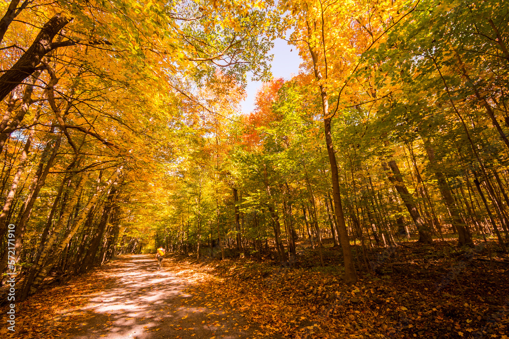 Obraz premium Path in a Canadian forest during a beautiful Indian summer