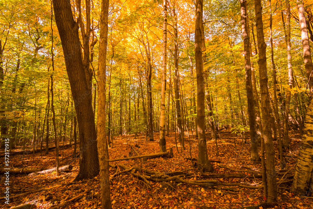 Obraz premium Landscape in a Canadian forest during a beautiful Indian summer