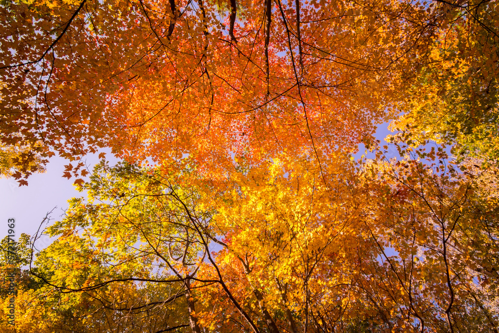 Canadian forest ceiling during Indian summer Canadian forest ceiling during Indian summer