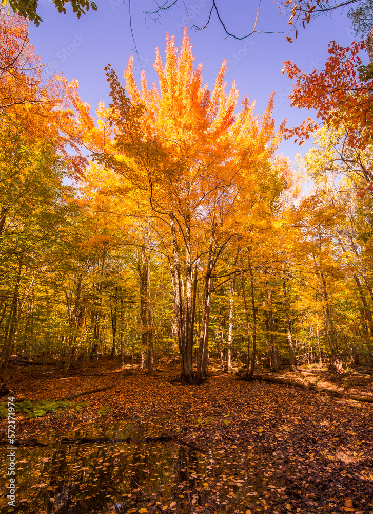 Magnificent tree in a Canadian forest during a beautiful Indian summer