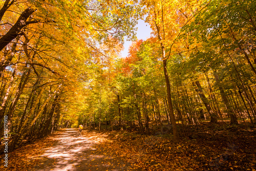 Path in a Canadian forest during a beautiful Indian summer