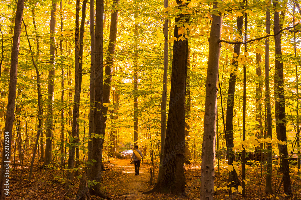 Obraz premium A man walking on a path in a Canadian forest during a beautiful Indian summer