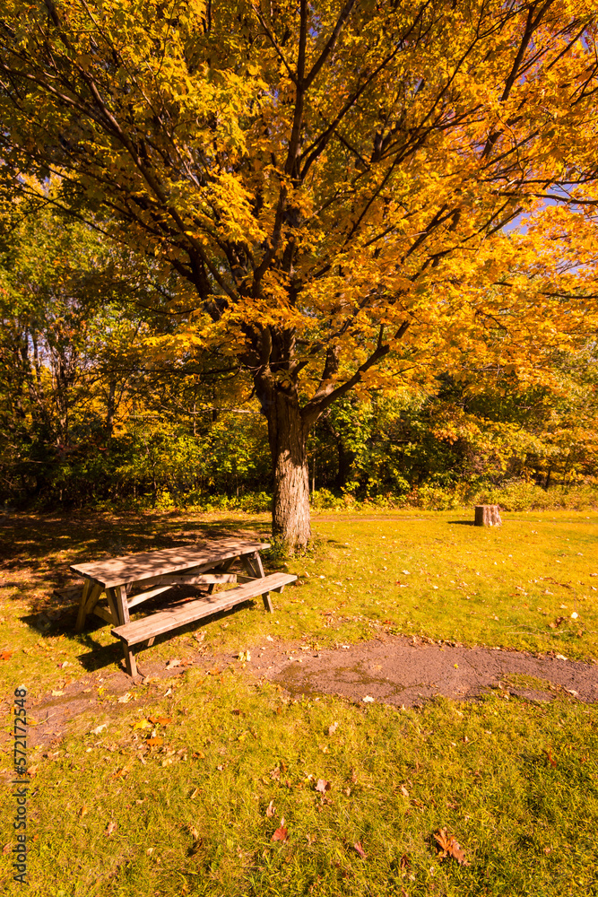 Picnic table in the meadow under the shadow of a tree surrounded by a Canadian forest during the Indian summer