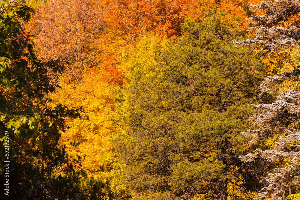 Canadian forest texture during Indian summer Canadian forest texture during Indian summer