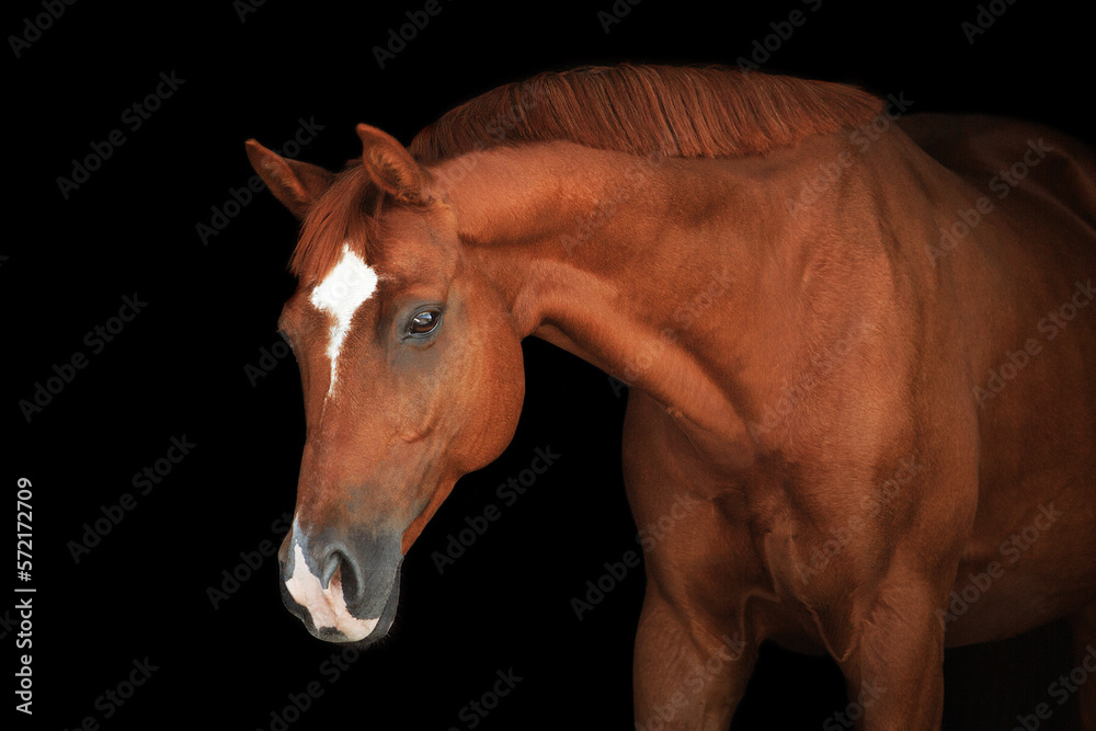 Fototapeta premium Portrait horse black background
