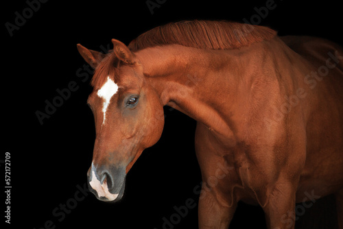 Portrait horse black background photo