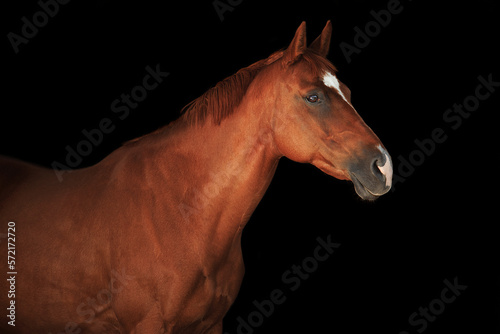 Fototapeta Naklejka Na Ścianę i Meble -  Portrait horse black background