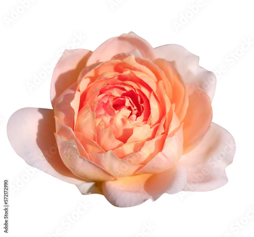 Apicot rose fresh isolated on white,PNG photo