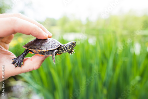 Western Painted Turtle in the hands of a biologist. photo