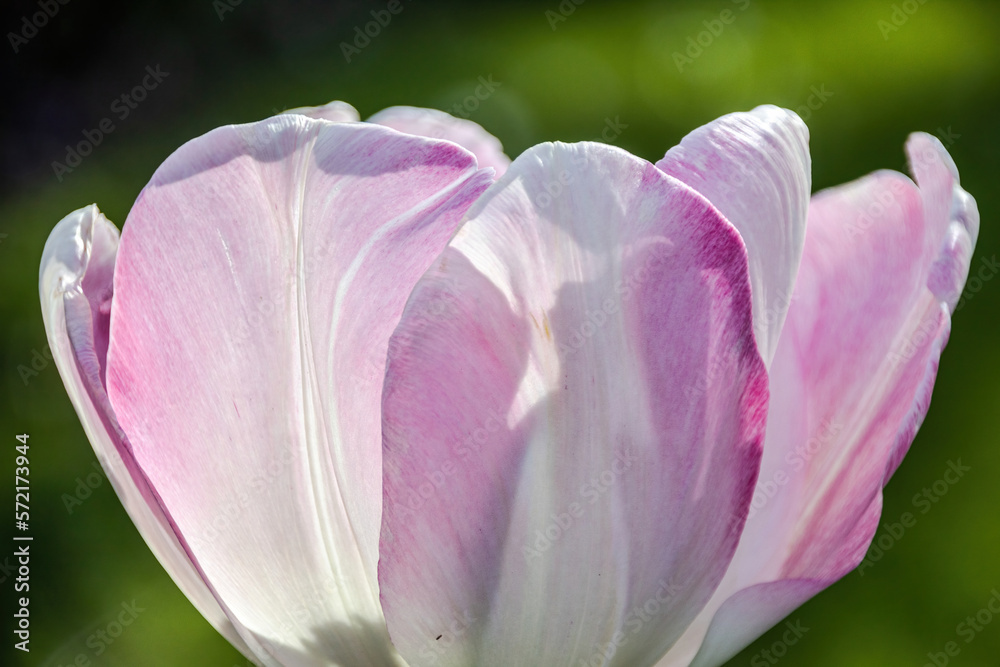 magnolia flower in spring