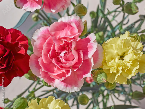 Bright red, pink and yellow carnation flowers bouquet topo view closeup. Natural, romantic background.