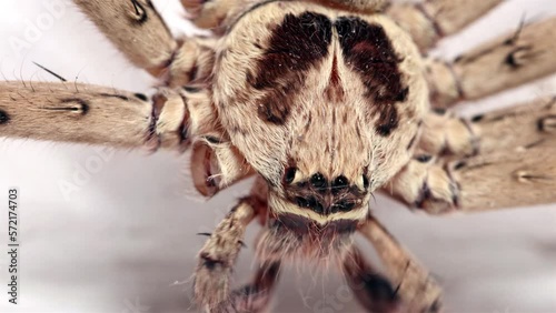 Huntsman spider head - Heteropoda venatoria, Thailand