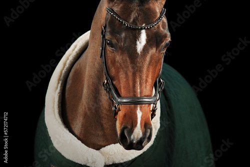 Konstfotografi Portrait horse black background