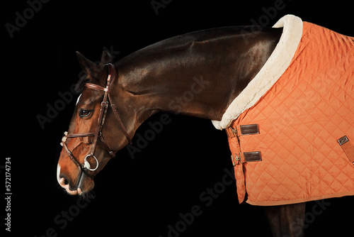 Vászonkép Portrait horse black background