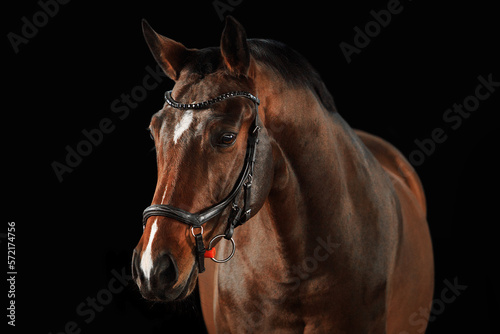 Portrait horse black background