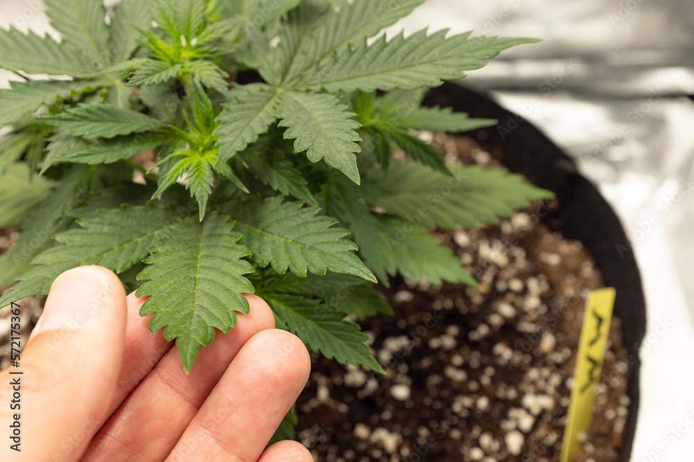 Hands touching leaf of homegrown marijuana plant. Hands touching leaf of homegrown marijuana plant.