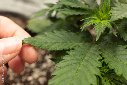 Hands touching leaf of homegrown marijuana plant.