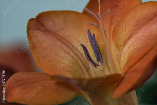 Extreme macro closeup of red orannge freesia flower photo