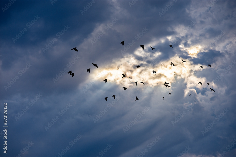 sky with clouds and flock of birds