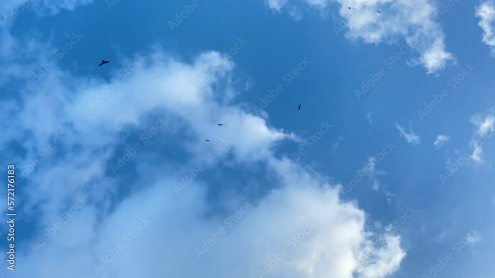 Looking up shot of birds of prey hovering and diving looking for prey in Sylhet Looking up shot of birds of prey hovering and diving looking for prey in Sylhet