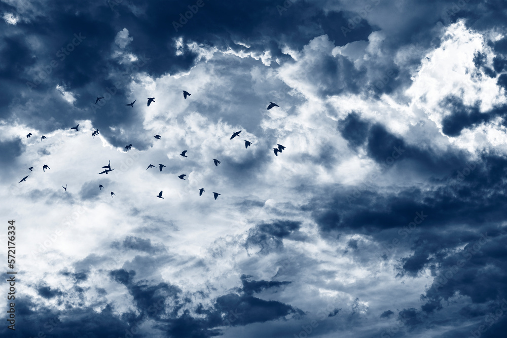 sunset sky with clouds and flock of birds sunset sky with clouds and flock of birds