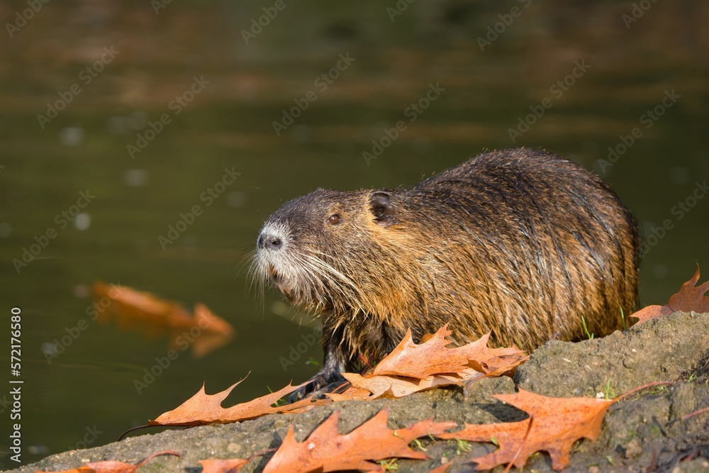 Coypu (Myocastor coypus) in the nature habitat. nutria sitting in the water. Coypu (Myocastor coypus) in the nature habitat. nutria sitting in the water.