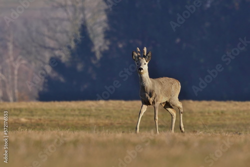a young roe deer walks across the meadow. Capreolus capreolus. A roebuck in the nature habitat. 