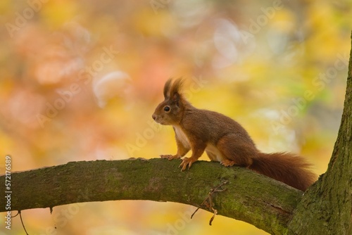 A cute european red squirrel resting on the tree. Autumn scene with a cute animal. Sciurus vulgaris