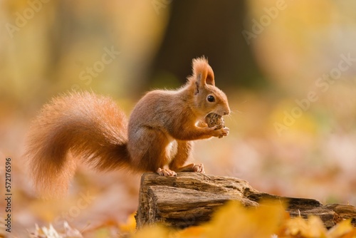 Autumn scene with a cute european red squirrel. Sciurus vulgaris. A cute animal sitting on the stree stump.