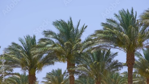 Wallpaper Mural Beautiful green coconut palm trees waving on wind on tropical beach against blue sky. Summer vacation concept Torontodigital.ca