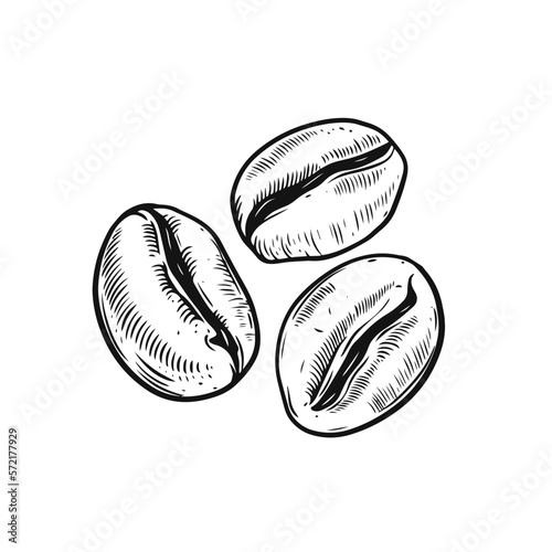 Coffee beans hand drawn black color engraving style vintage vector art illustration.