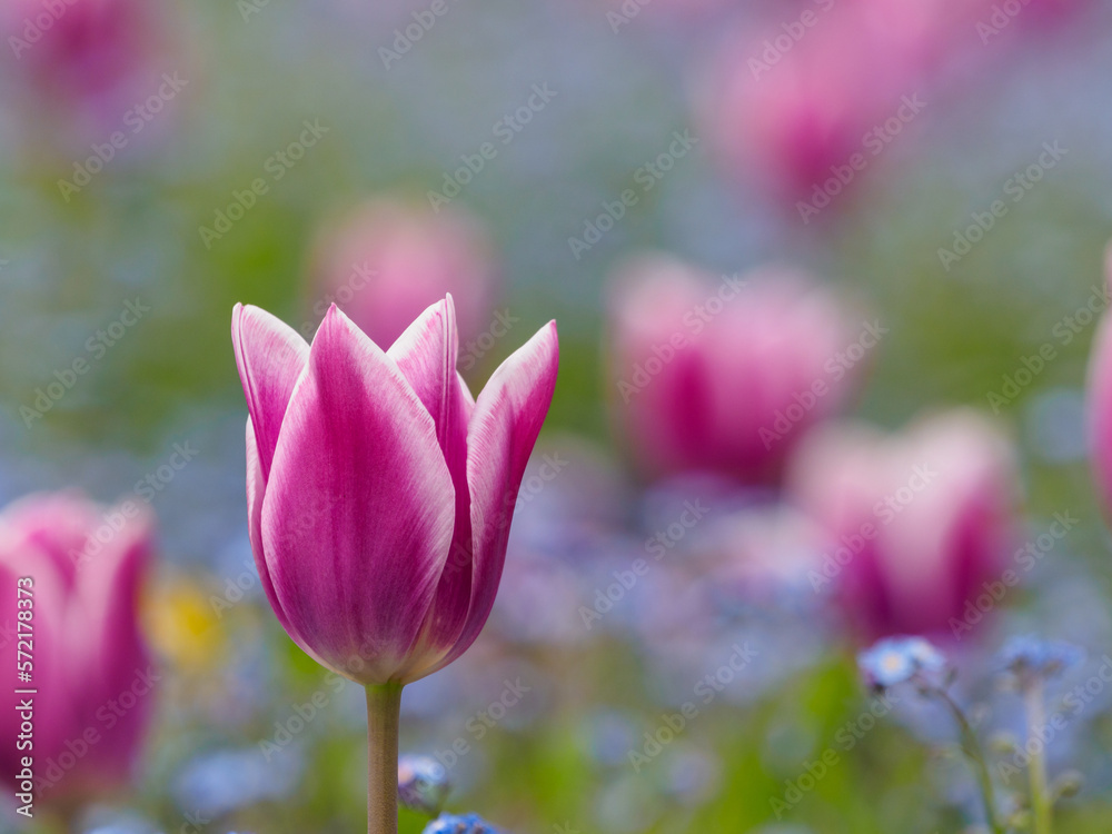 紫色のチューリップの花 紫色のチューリップの花