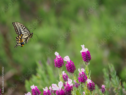 春のアゲハチョウの飛翔 © Masahiro