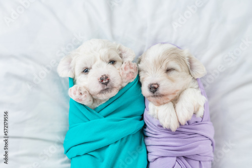 Two tiny Bichon Frise puppies wrapped like a baby lying on a bed at home. Top down view photo