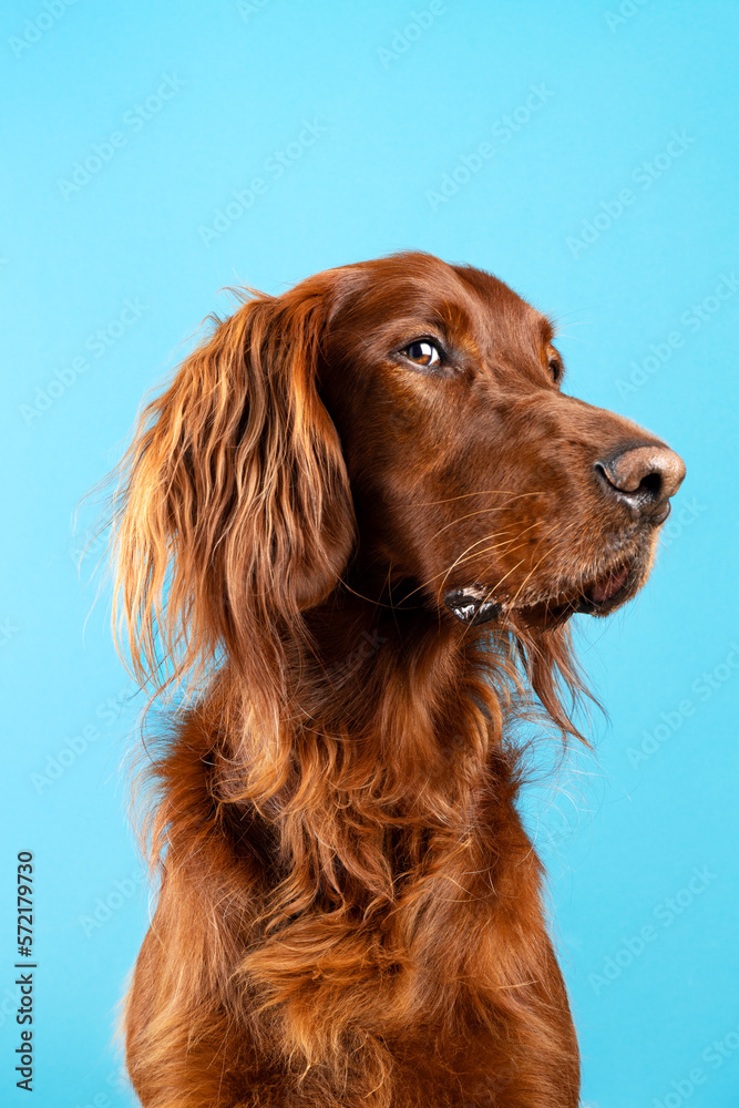 Funny studio portrait of cute smilling puppy dog Irish setter isolated on blue background. Pet care and animals concept.