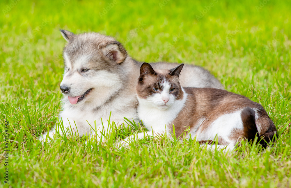 Friendly Alaskan Malamute puppy and siamese cat lying together on green summer grass Friendly Alaskan Malamute puppy and siamese cat lying together on green summer grass