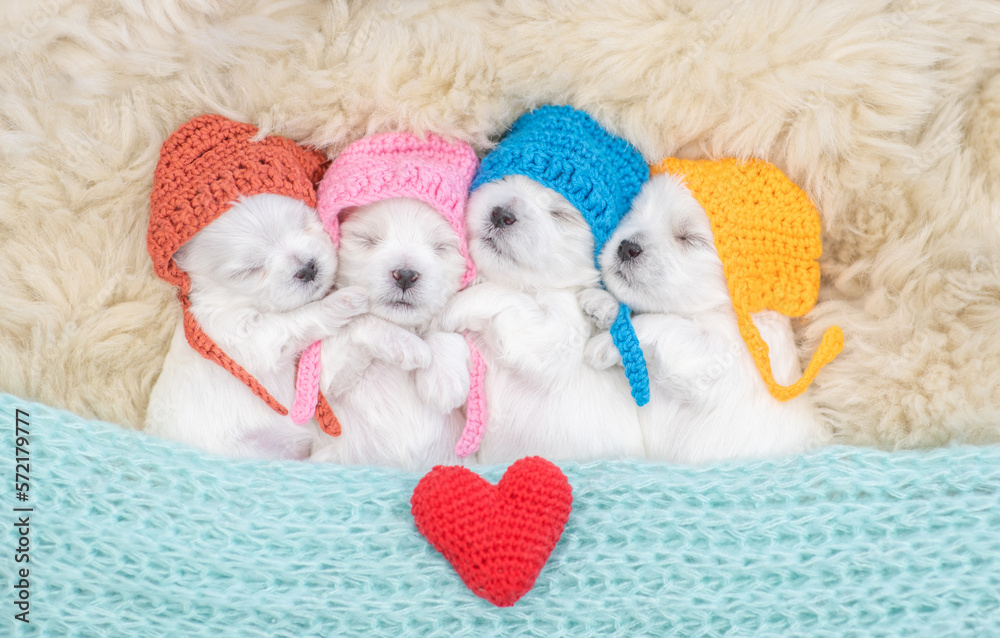 Four tiny white lapdog puppies wearing warm hats sleep on a bed at home with red ehart. Top down view Four tiny white lapdog puppies wearing warm hats sleep on a bed at home with red ehart. Top down view