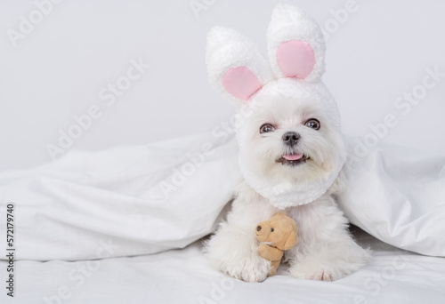 Funny Maltese puppy wearing easter rabbits ears lies with  painted egg on a bed under warm white blanket at home. Empty space for text © Ermolaev Alexandr
