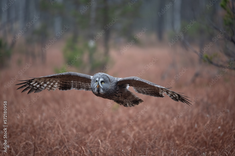 Fototapeta premium Ural owl (Strix uralensis) is a medium-sized nocturnal owl of the genus Strix, with up to 15 subspecies found in Europe and northern Asia