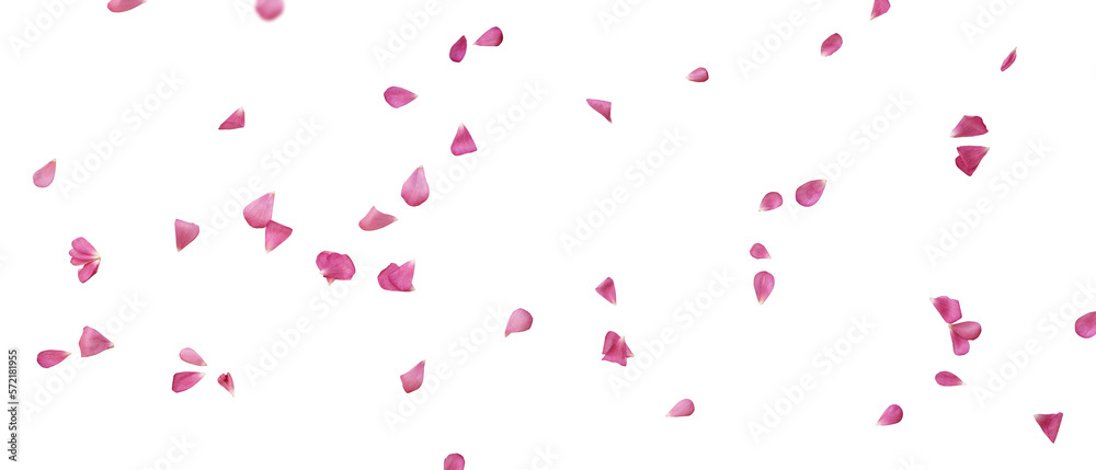 Floating pink petals on transparent background. Romantic concept design for weddings, love letters on valentines day or mother's day. PNG image. - obrazy, fototapety, plakaty 