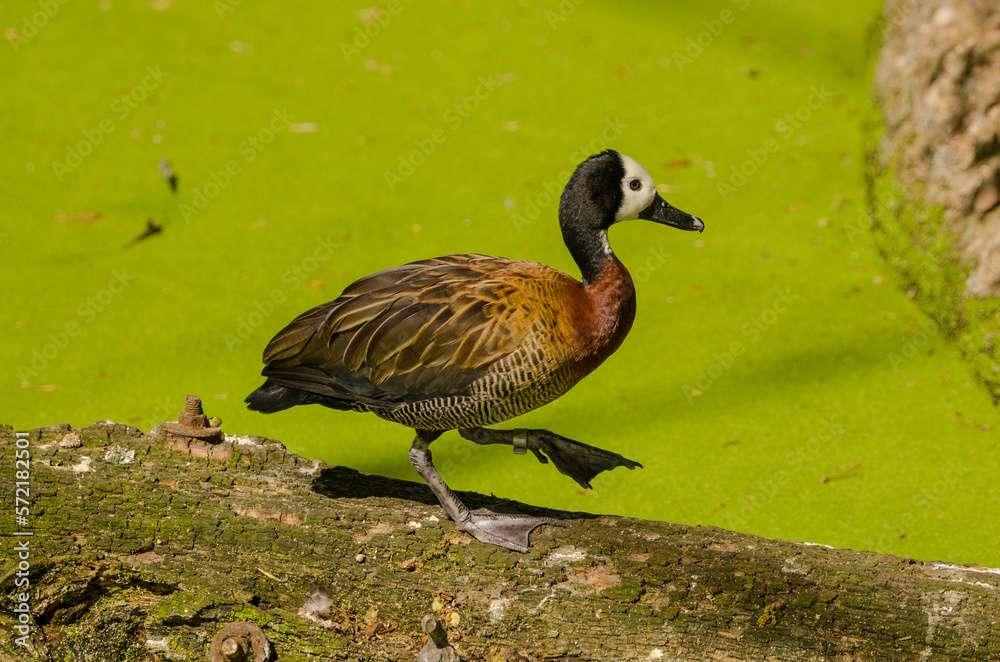 Tiere im Zoo
Tiere im Zoo
