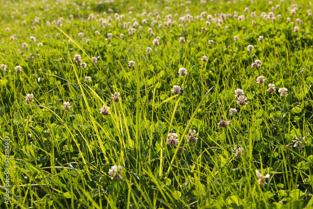 Close-up of green meadow with grasses and flowering clover shining in the sun.