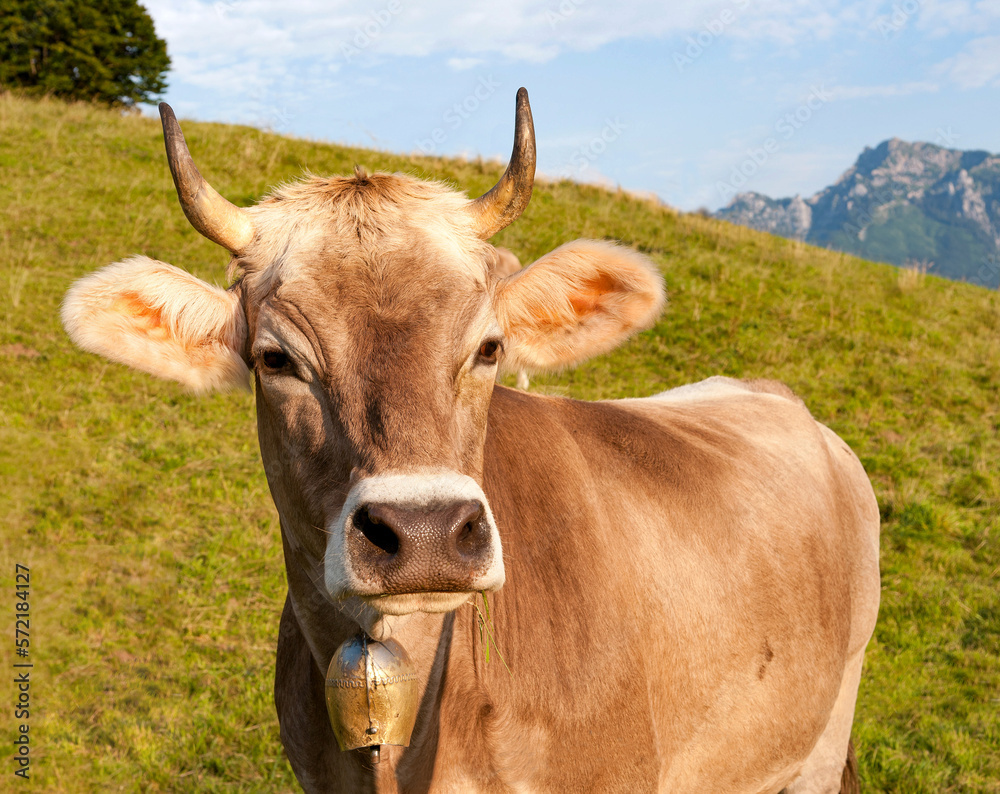 A brown well-groomed cattle with a golden bell around her neck stands in a meadow and looks into the camera. A brown well-groomed cattle with a golden bell around her neck stands in a meadow and looks into the camera.