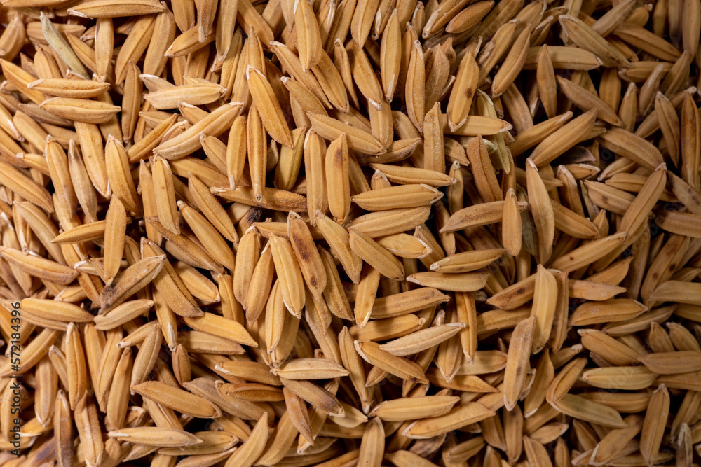 Close-up of paddy rice seeds in detail. Close-up of paddy rice seeds in detail.