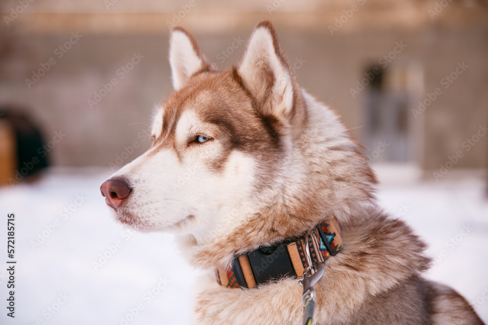siberian husky dog portraitin the snow siberian husky dog portraitin the snow